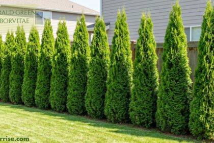 Row of emerald green arborvitae trees forming a natural privacy screen along a fence.